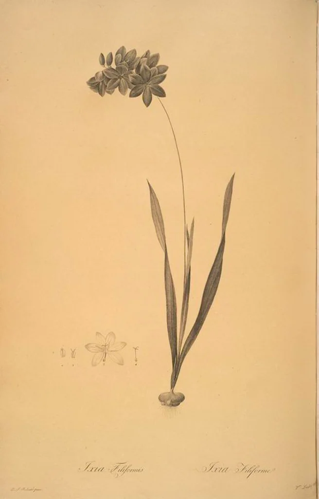 An illustration from Les liliacées, 1805, leaf 32