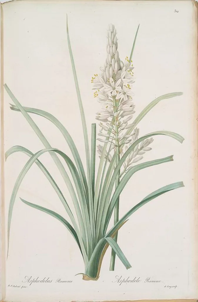 An illustration from Les liliacées, 1805, leaf 321
