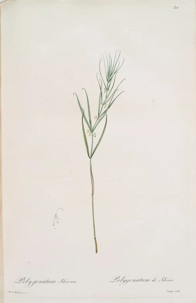 An illustration from Les liliacées, 1805, leaf 322