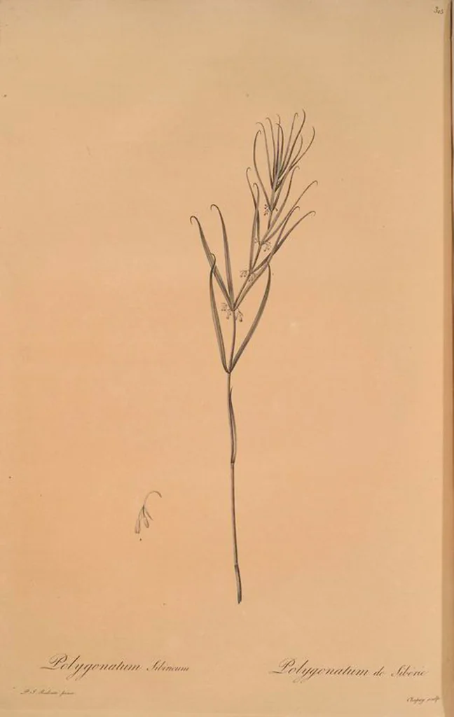 An illustration from Les liliacées, 1805, leaf 322