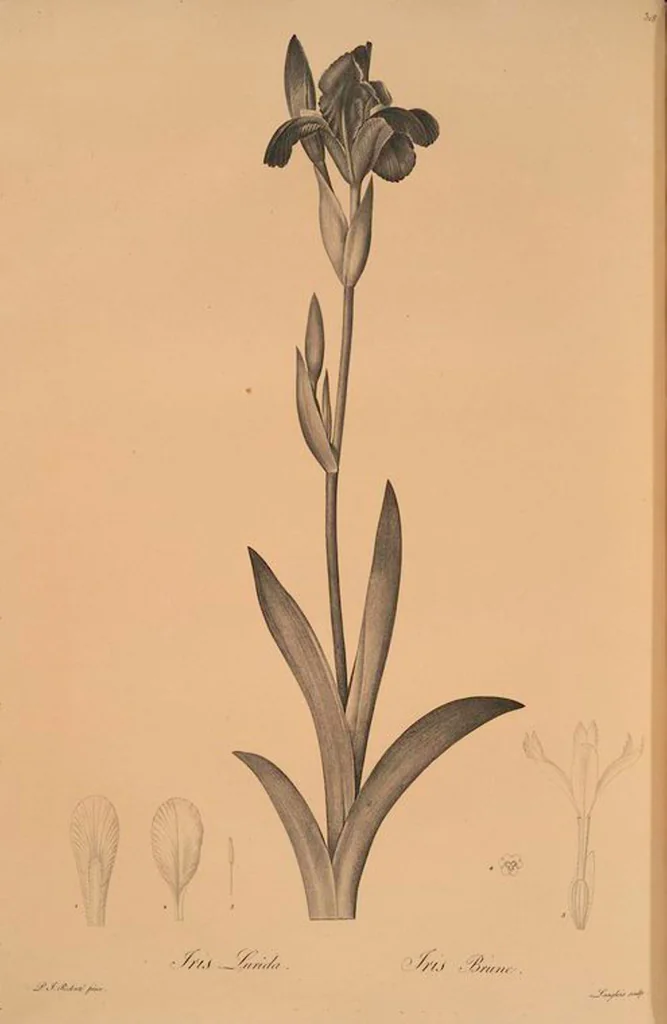 An illustration from Les liliacées, 1805, leaf 325