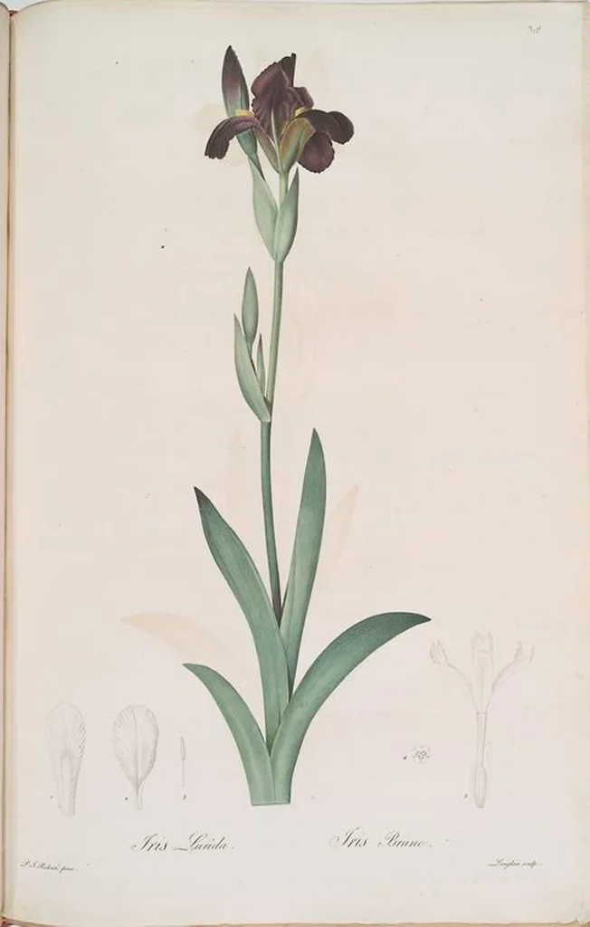 An illustration from Les liliacées, 1805, leaf 325