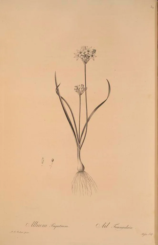An illustration from Les liliacées, 1805, leaf 326