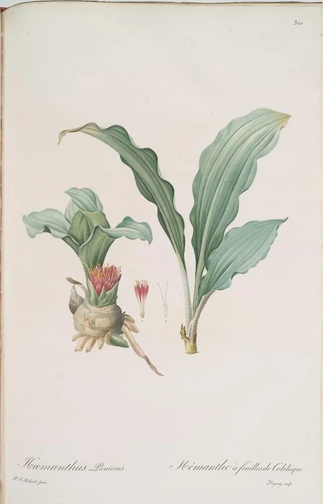 An illustration from Les liliacées, 1805, leaf 327