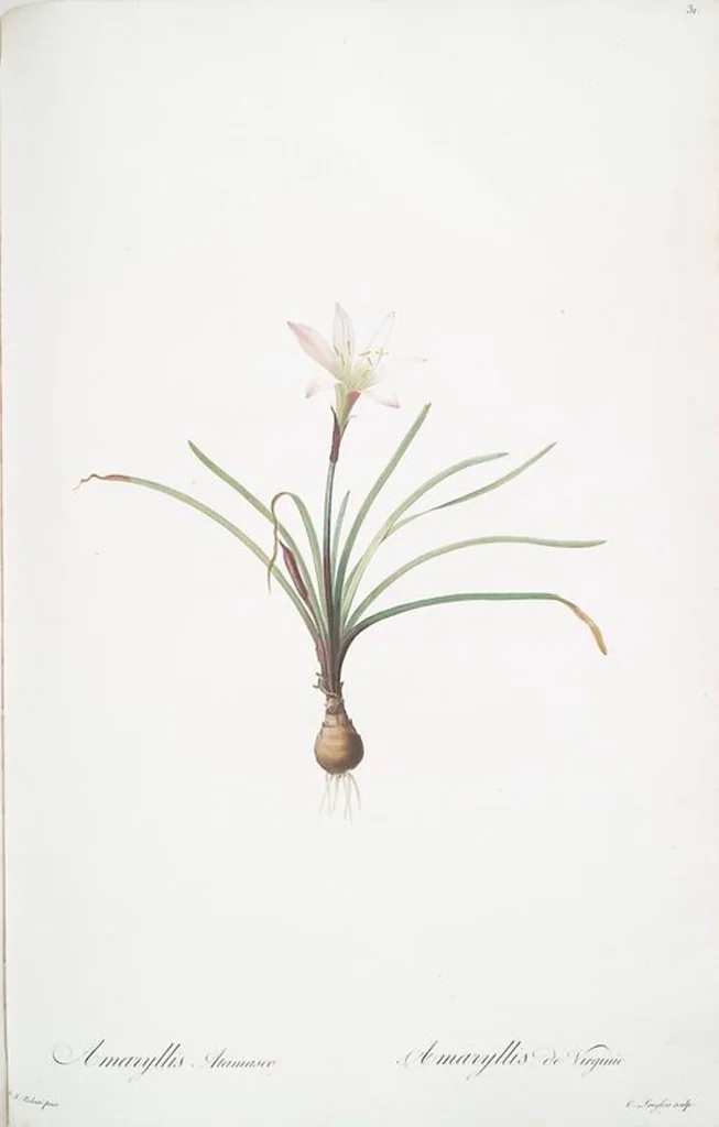 An illustration from Les liliacées, 1805, leaf 33