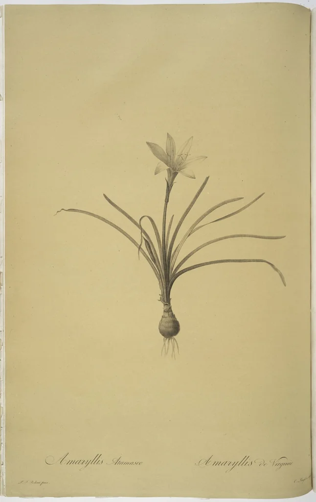 An illustration from Les liliacées, 1805, leaf 33