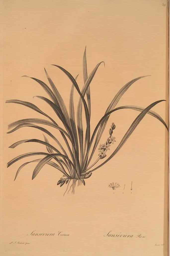 An illustration from Les liliacées, 1805, leaf 330
