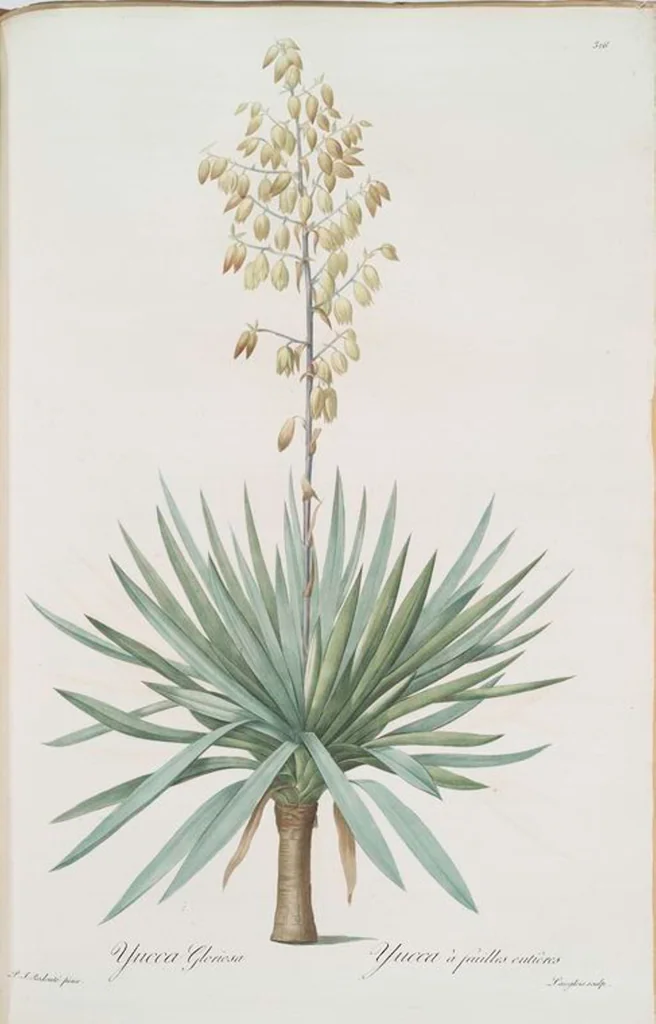 An illustration from Les liliacées, 1805, leaf 333