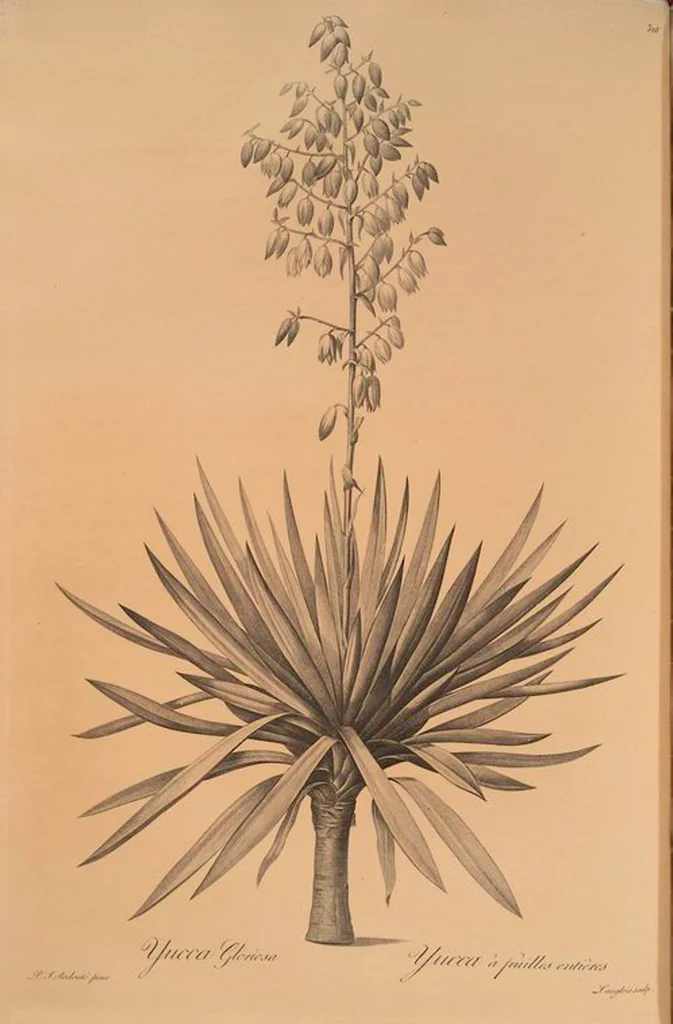 An illustration from Les liliacées, 1805, leaf 333