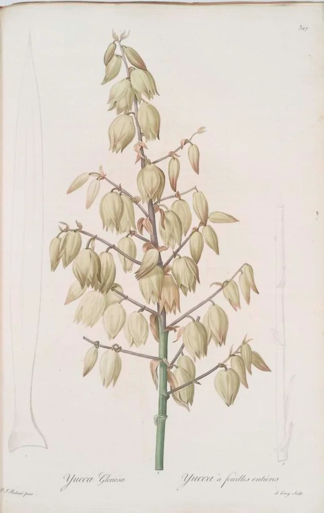 An illustration from Les liliacées, 1805, leaf 334