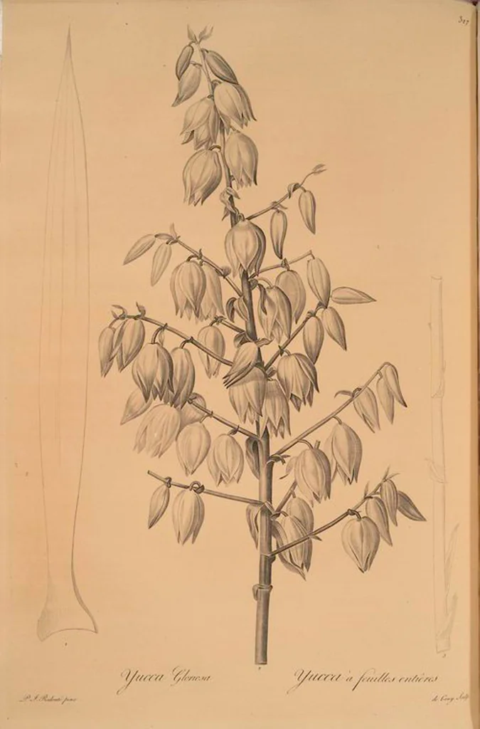 An illustration from Les liliacées, 1805, leaf 334