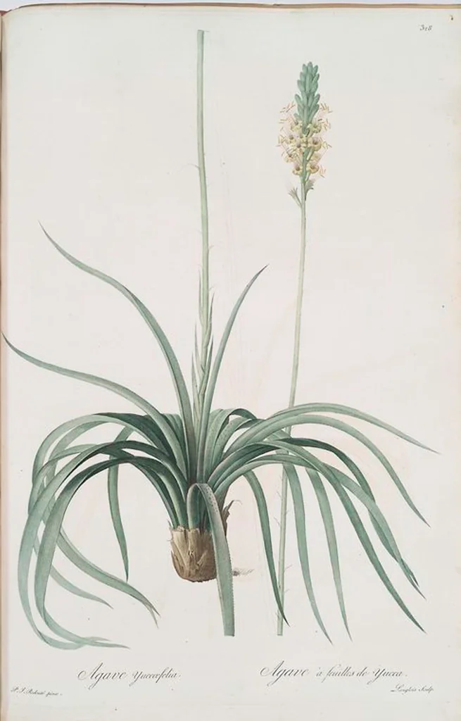 An illustration from Les liliacées, 1805, leaf 335