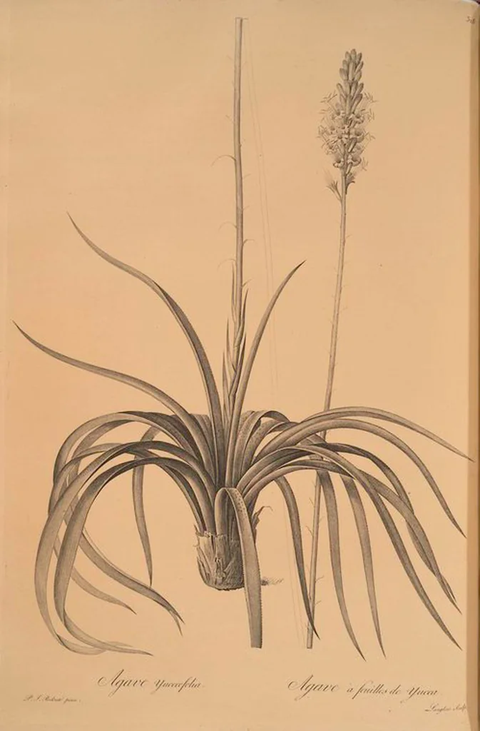 An illustration from Les liliacées, 1805, leaf 335