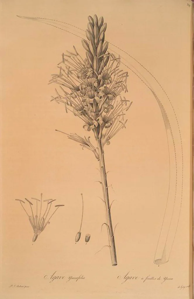 An illustration from Les liliacées, 1805, leaf 336