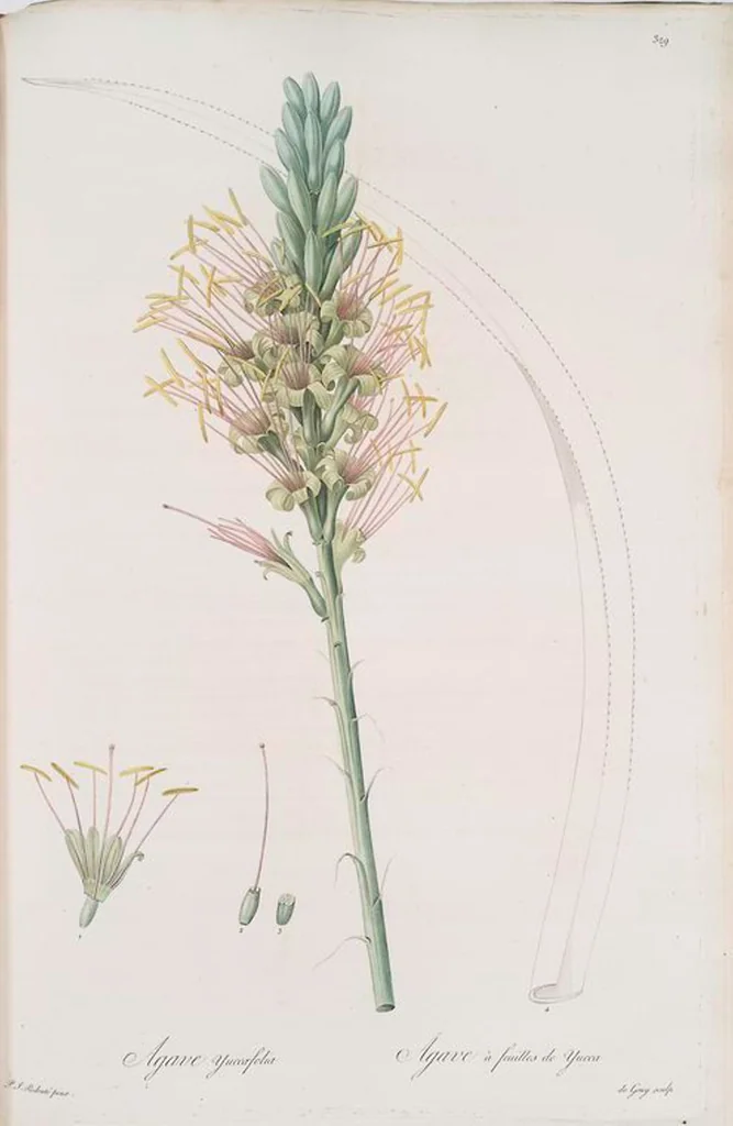 An illustration from Les liliacées, 1805, leaf 336
