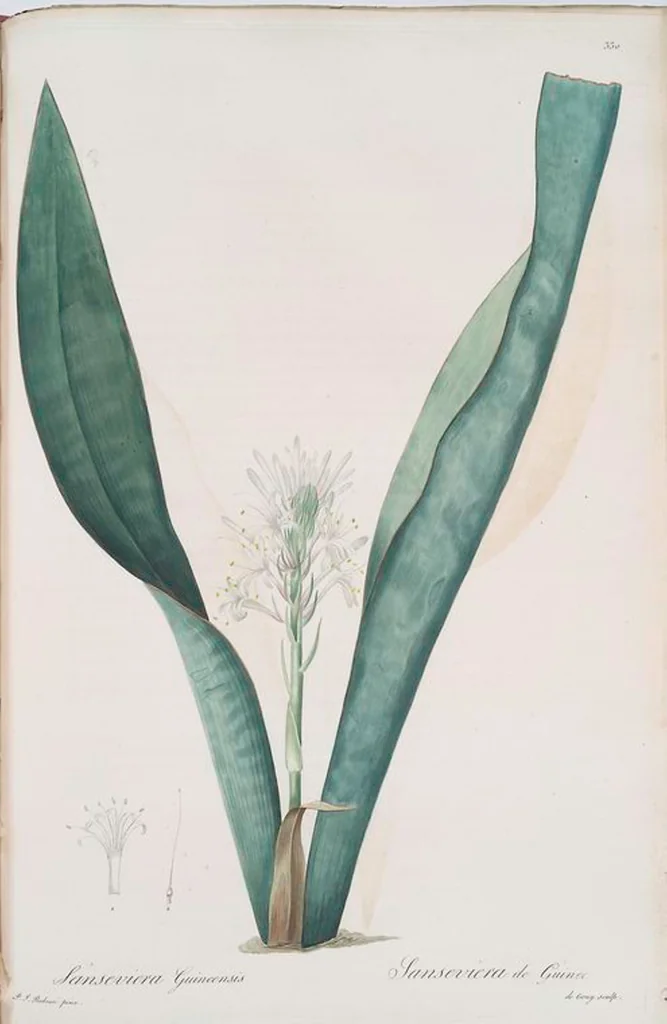 An illustration from Les liliacées, 1805, leaf 337