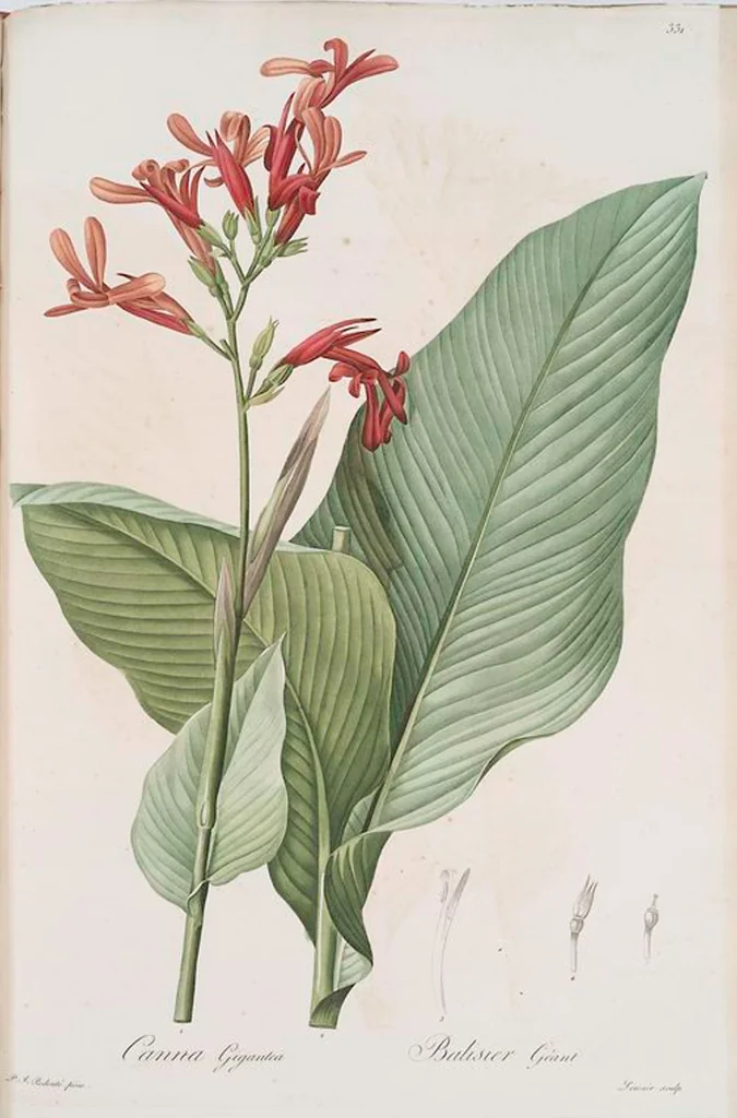 An illustration from Les liliacées, 1805, leaf 338