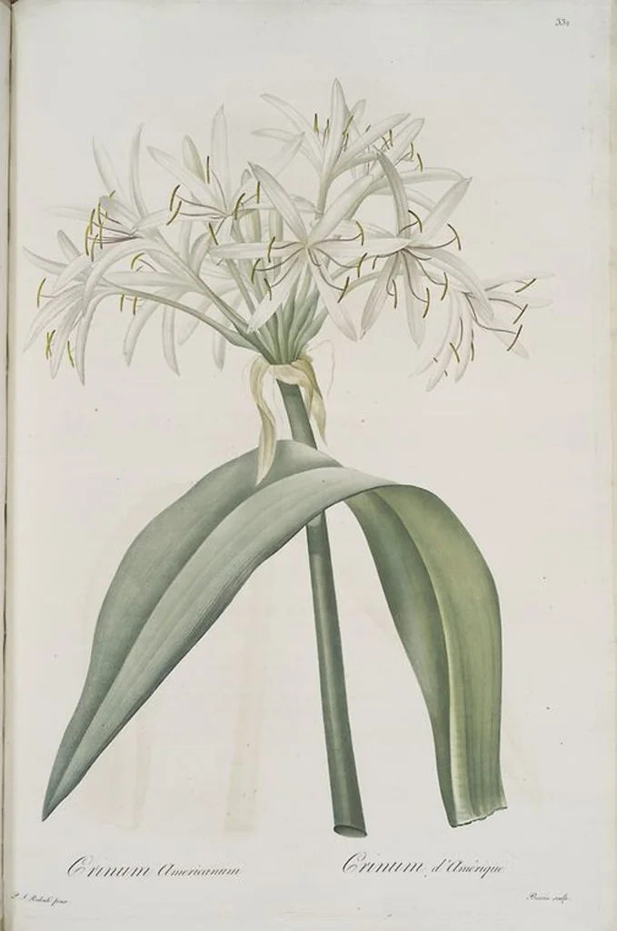 An illustration from Les liliacées, 1805, leaf 339