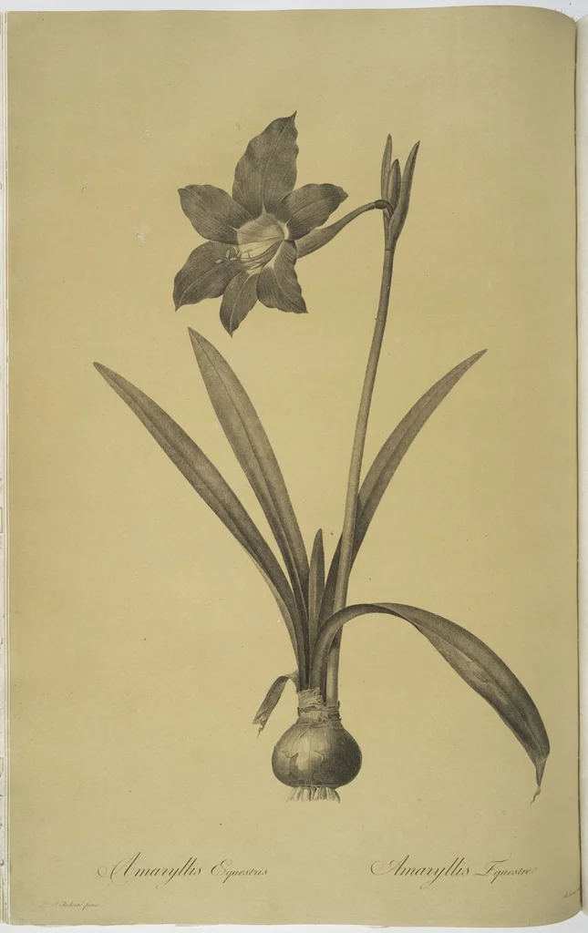 An illustration from Les liliacées, 1805, leaf 34