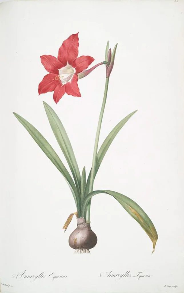 An illustration from Les liliacées, 1805, leaf 34