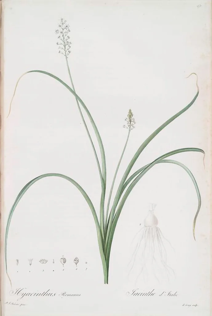 An illustration from Les liliacées, 1805, leaf 341