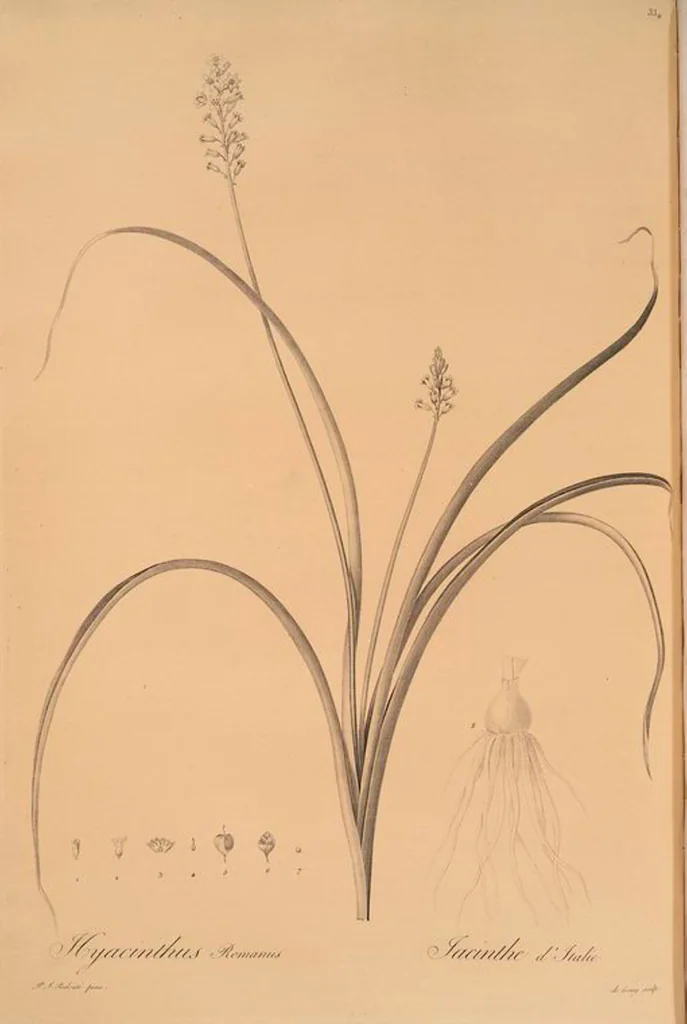 An illustration from Les liliacées, 1805, leaf 341