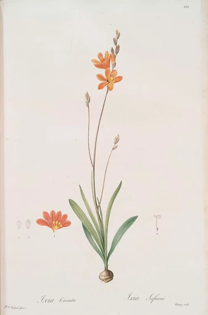 An illustration from Les liliacées, 1805, leaf 342