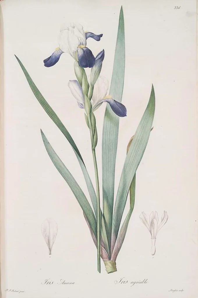 An illustration from Les liliacées, 1805, leaf 343