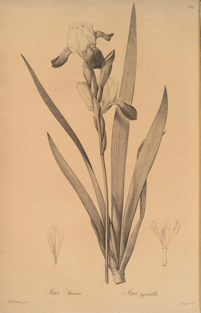 An illustration from Les liliacées, 1805, leaf 343