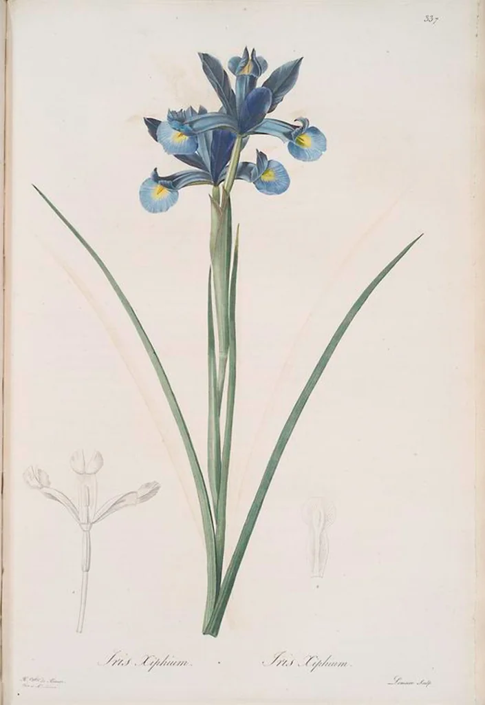 An illustration from Les liliacées, 1805, leaf 344