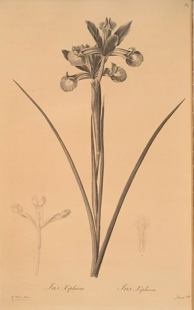 An illustration from Les liliacées, 1805, leaf 344