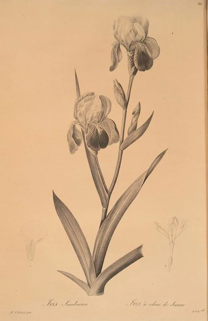 An illustration from Les liliacées, 1805, leaf 345