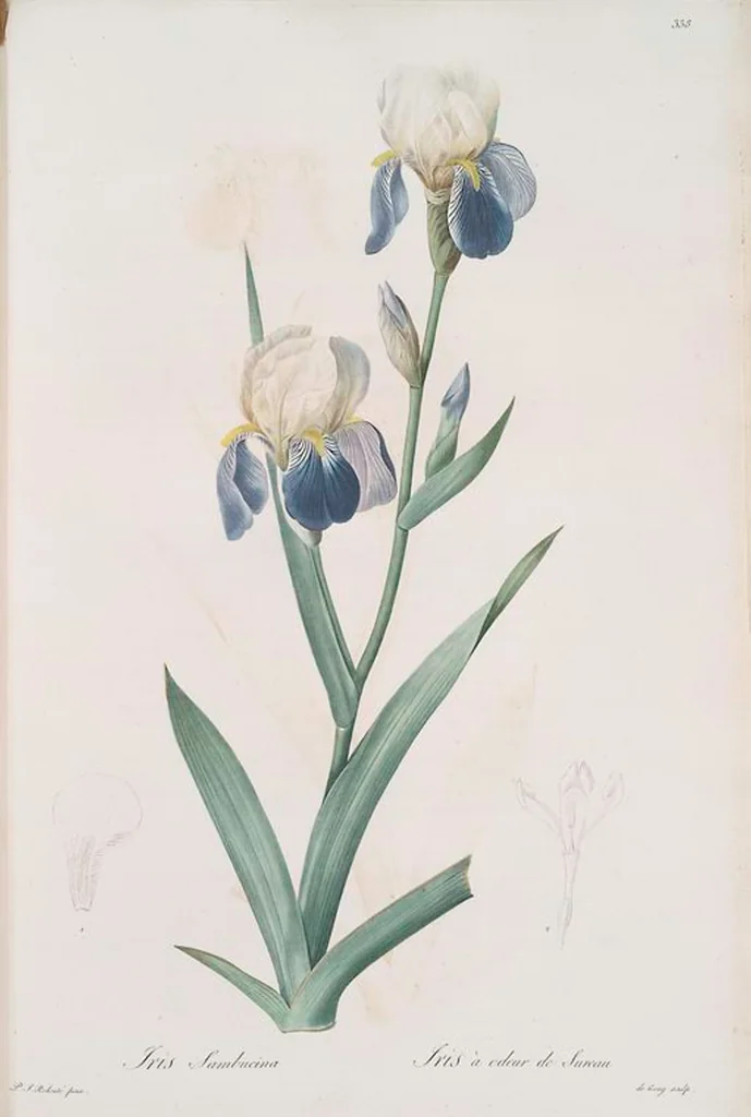 An illustration from Les liliacées, 1805, leaf 345