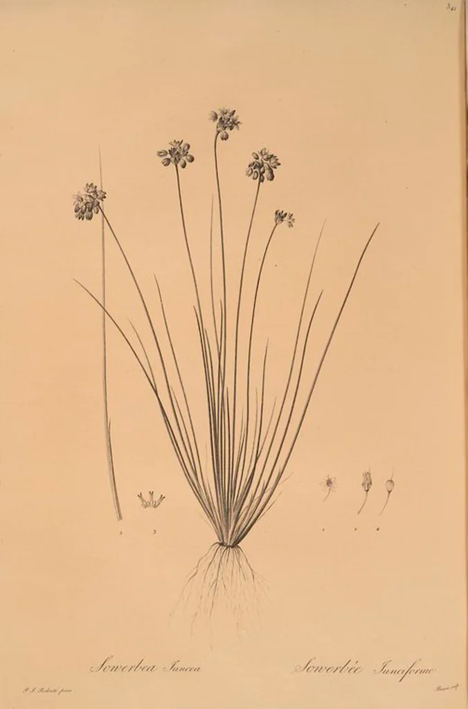 An illustration from Les liliacées, 1805, leaf 348