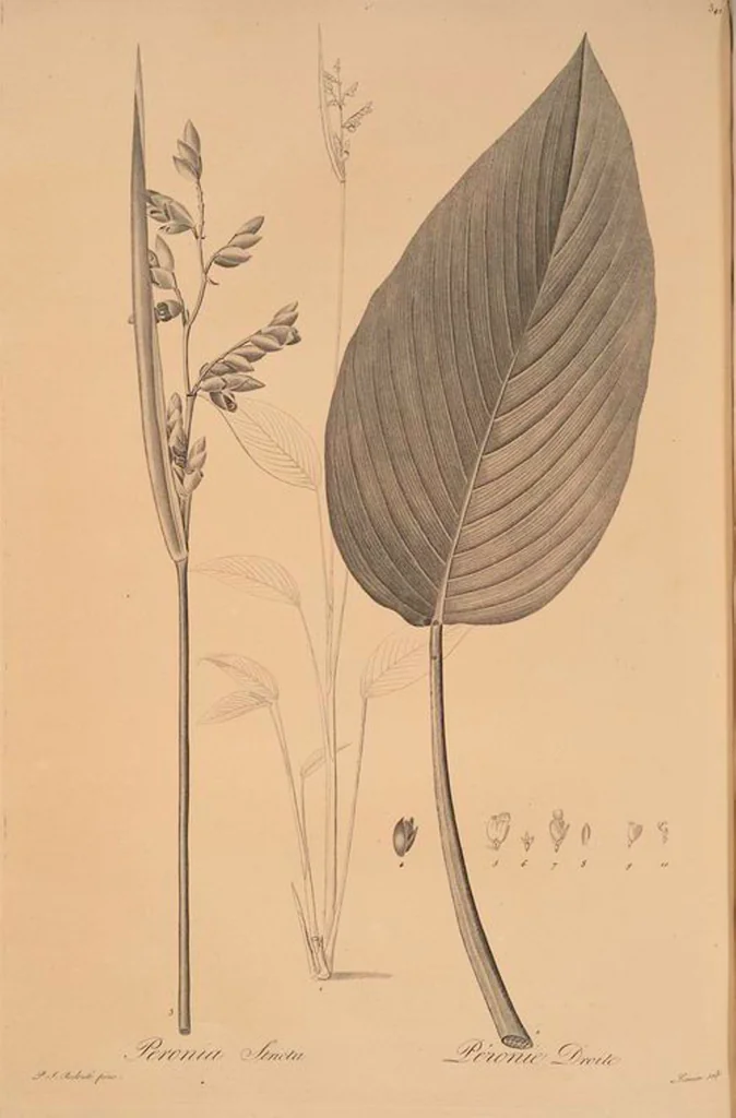 An illustration from Les liliacées, 1805, leaf 349