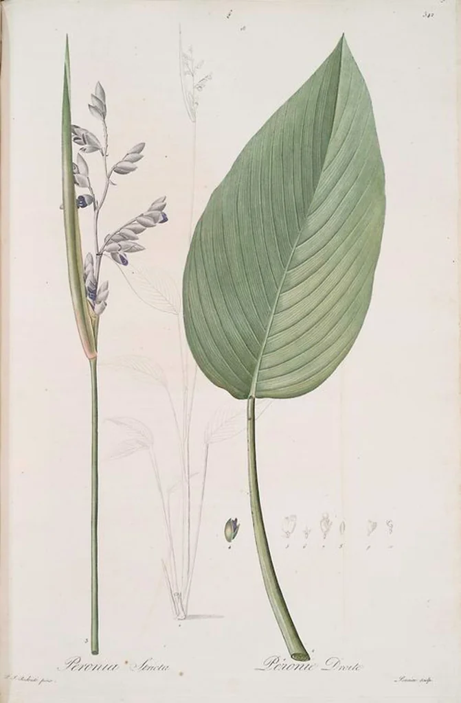 An illustration from Les liliacées, 1805, leaf 349