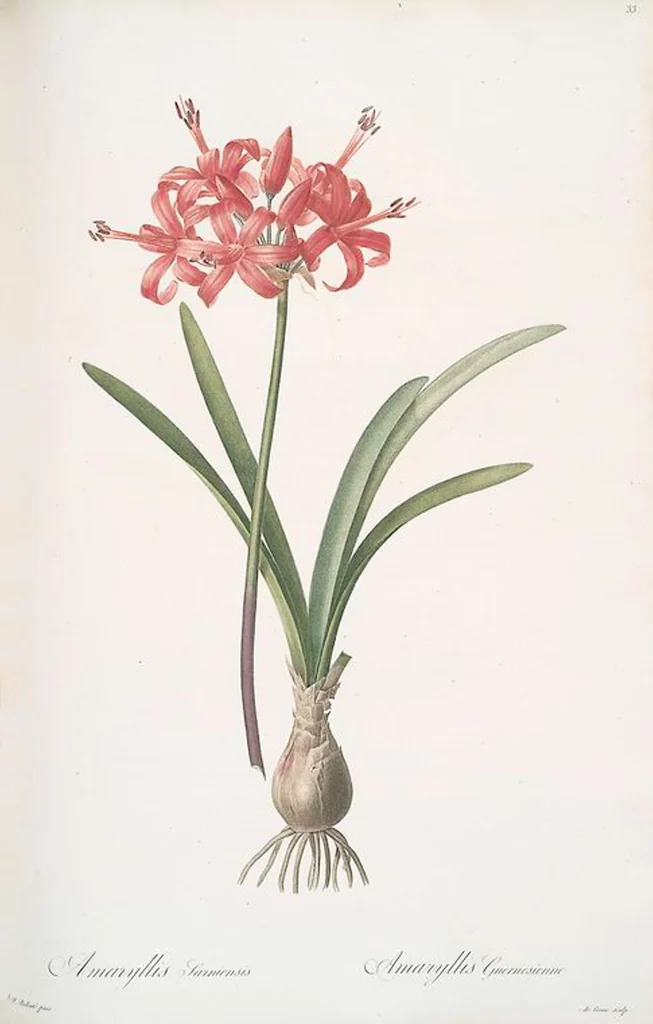 An illustration from Les liliacées, 1805, leaf 35