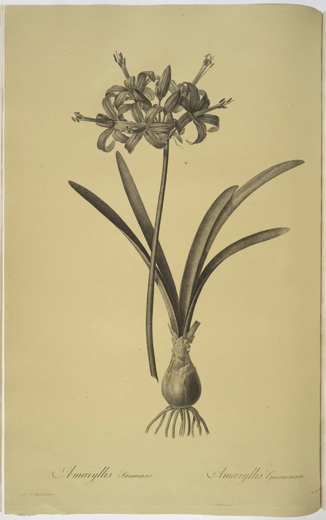 An illustration from Les liliacées, 1805, leaf 35