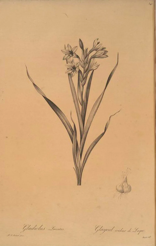 An illustration from Les liliacées, 1805, leaf 350