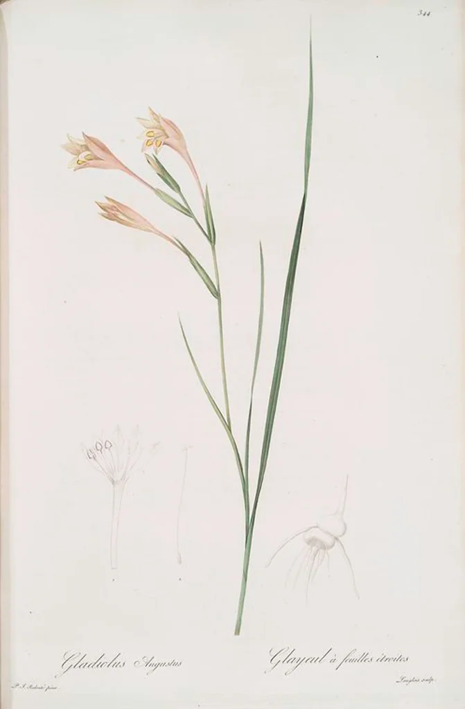 An illustration from Les liliacées, 1805, leaf 351