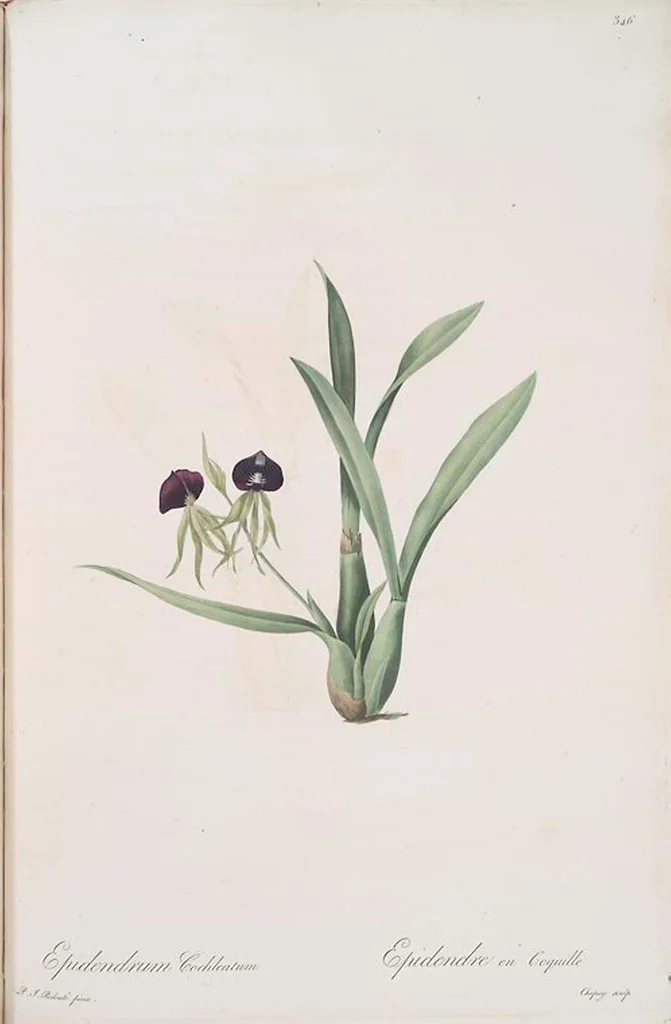 An illustration from Les liliacées, 1805, leaf 353