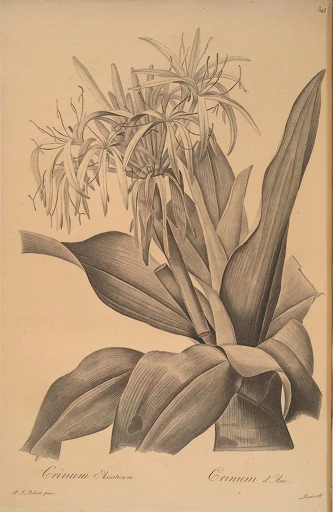 An illustration from Les liliacées, 1805, leaf 355