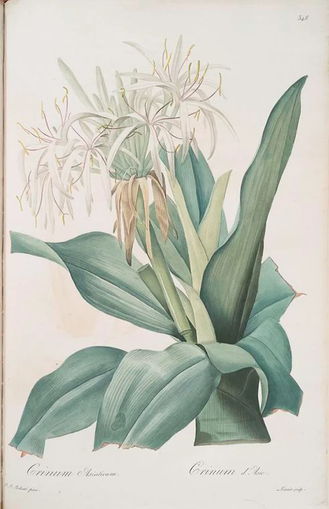 An illustration from Les liliacées, 1805, leaf 355