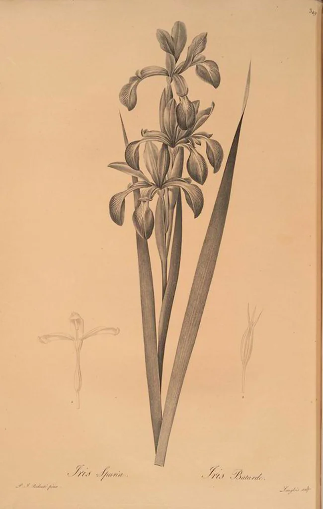 An illustration from Les liliacées, 1805, leaf 356