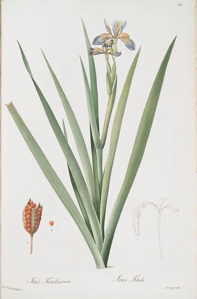 An illustration from Les liliacées, 1805, leaf 358