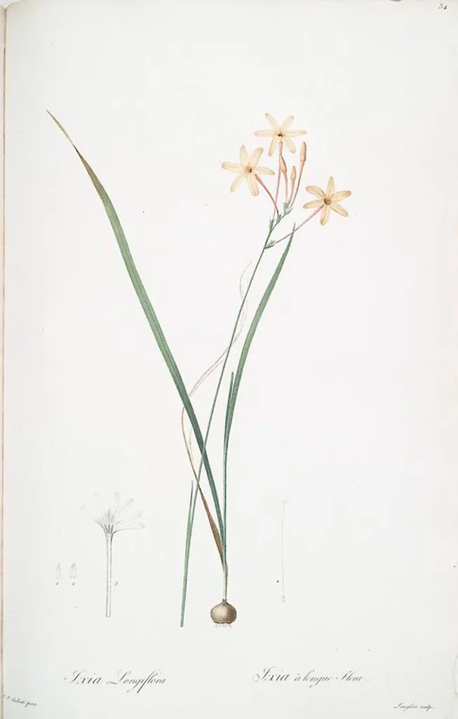 An illustration from Les liliacées, 1805, leaf 36