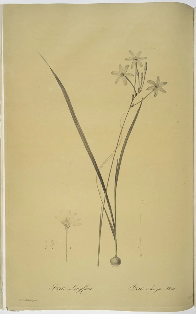 An illustration from Les liliacées, 1805, leaf 36