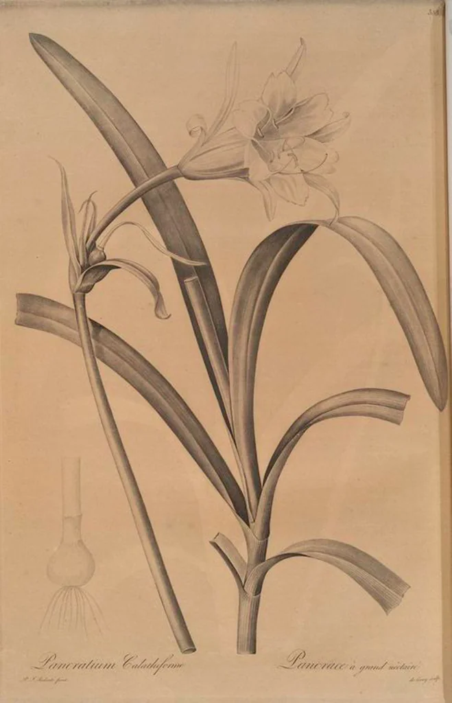 An illustration from Les liliacées, 1805, leaf 360