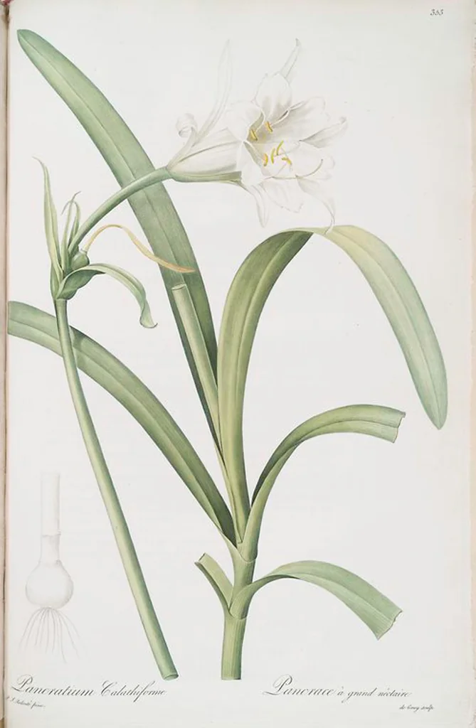 An illustration from Les liliacées, 1805, leaf 360