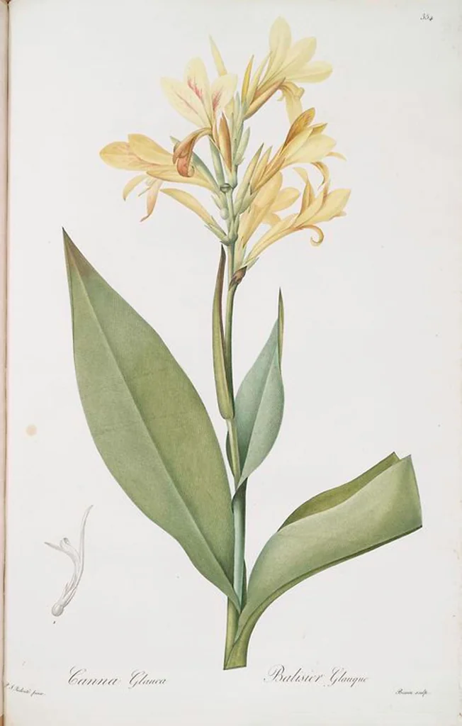 An illustration from Les liliacées, 1805, leaf 361